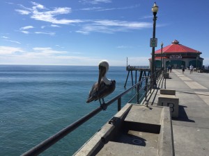 Huntington Beach Pier mit Pelikan.