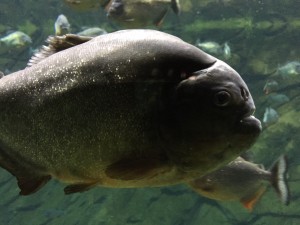 Ein Piranha