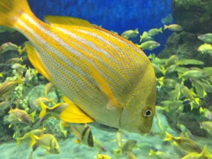 Fische im Aquarium zu fotografieren ist nicht leicht.