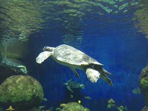 Seeschildkröten sind unter Wasser sehr flink.