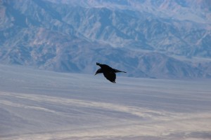 Ein einsamer Vogel kreist über dem Tal des Todes.