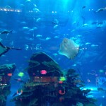 Das Dubai Aquarium